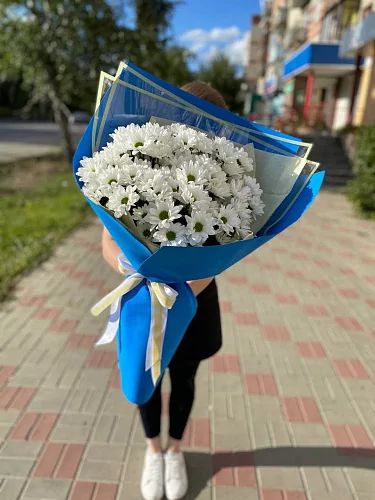 Хризантемы кустовые ромашковые
