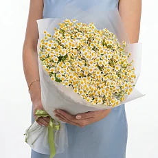 35 Кустовых Ромашек в упаковке