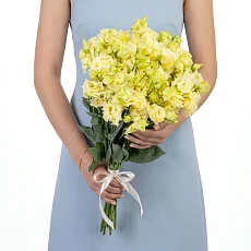 15 Кремовых Лизиантусов под ленту