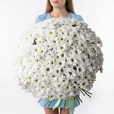 51 Хризантема