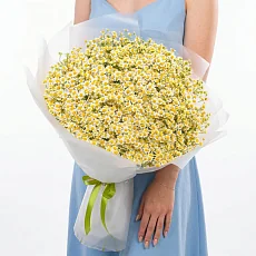 65 Кустовых Ромашек