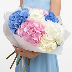 7 Разноцветных Гортензий