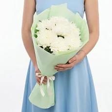 7 Хризантем Антонов в упаковке