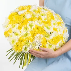 101 Бело-Желтая Игольчатая Хризантема