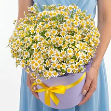 9 Кустовых Ромашек в коробке
