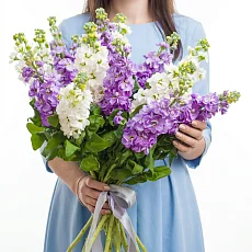 Букет "11 Белых и Фиолетовых Маттиол"