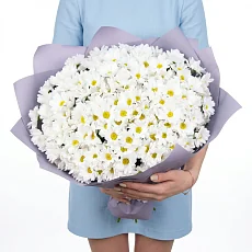 51 кустовая хризантема