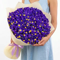 101 Синий Ирис в упаковке