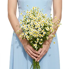Букет невесты 15 кустовых ромашек