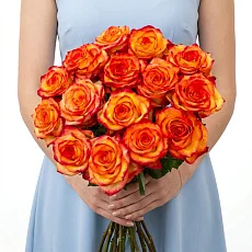 15 Элитных роз сорта High Magic (Эквадор)