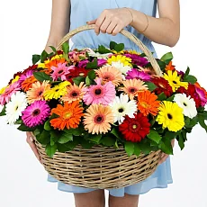 75 Разноцветных Гербер в корзине