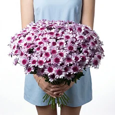 25 Сиреневых Хризантем Кустовых