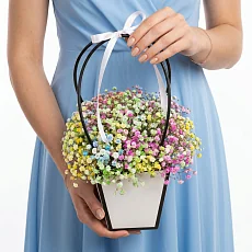 Гипсофила радужная в сумочке