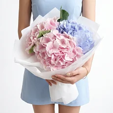 3 Нежные Гортензии в упаковке