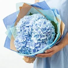 5 Голубых Гортензий