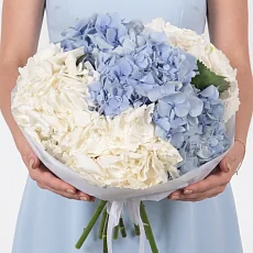 7 Бело-Голубых Гортензий