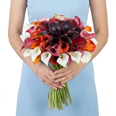 61 Разноцветная Калла