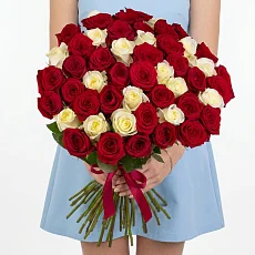 51 Бордовая и белая Роза Эквадор