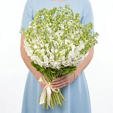 45 Белых Маттиол