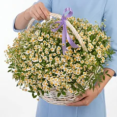 31 Кустовых Ромашек в корзине