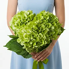 Букет из зеленых гортензий