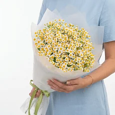 25 Кустовых Ромашек