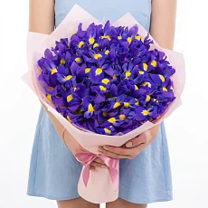 31 Синий Ирис в упаковке