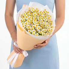 5 Кустовых Ромашек в упаковке