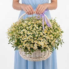 31 Кустовых Ромашек в корзине