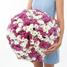 101 Кустовая Хризантема снежная с розовой