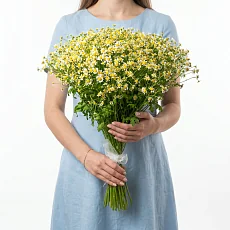 35 Кустовых Ромашек