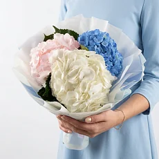 3 Разноцветные Гортензии