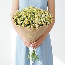 15 Ромашек Кустовых в упаковке