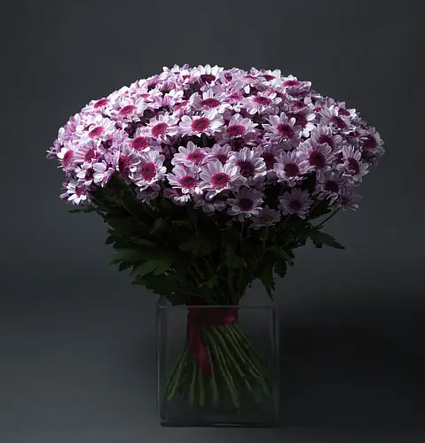 51 Сиреневая Хризантема Кустовая