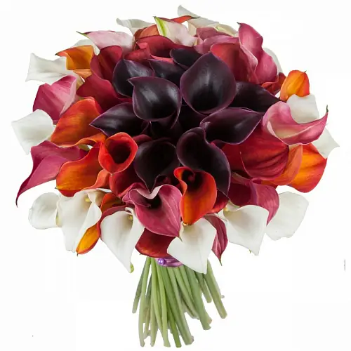 61 Разноцветная Калла