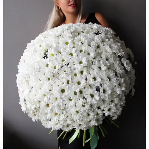 51 Хризантема