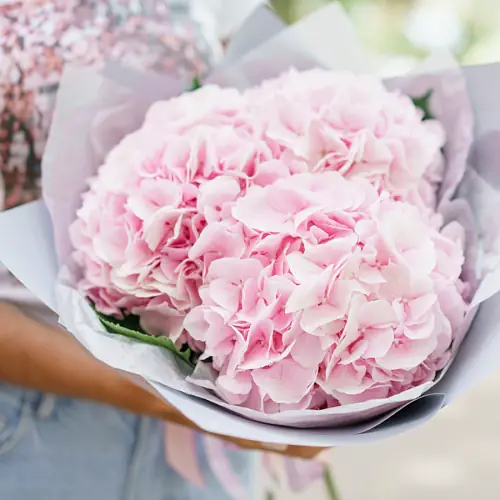 3 Розовые Гортензии