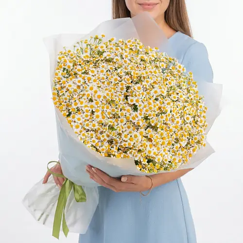 75 Кустовых Ромашек