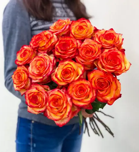 15 Элитных роз сорта High Magic (Эквадор)