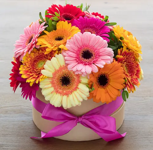 21 Разноцветная Гербера в коробке