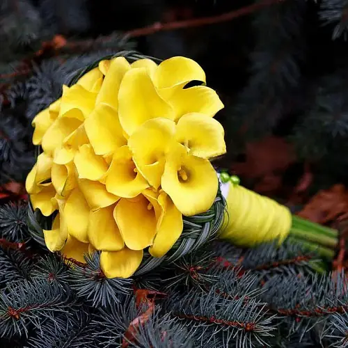 Букет невесты с  жёлтыми каллами 