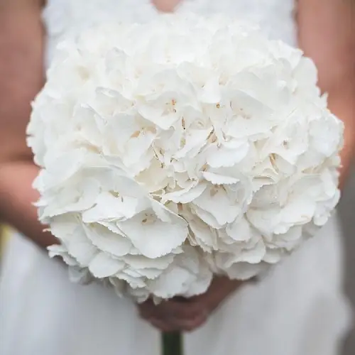 Букет невесты из белой гортензии