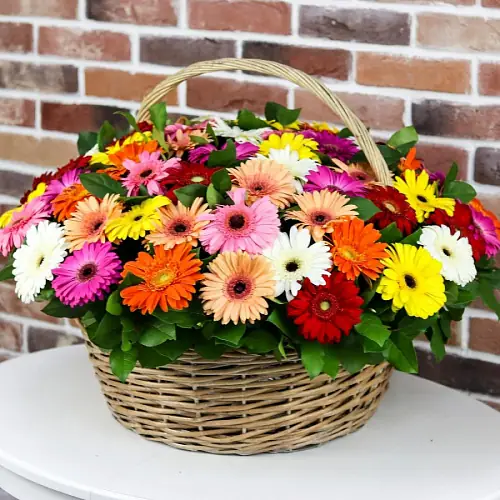 75 Разноцветных Гербер в корзине