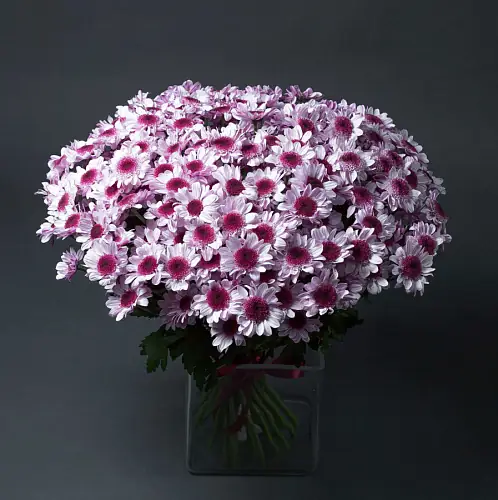 25 Сиреневых Хризантем Кустовых